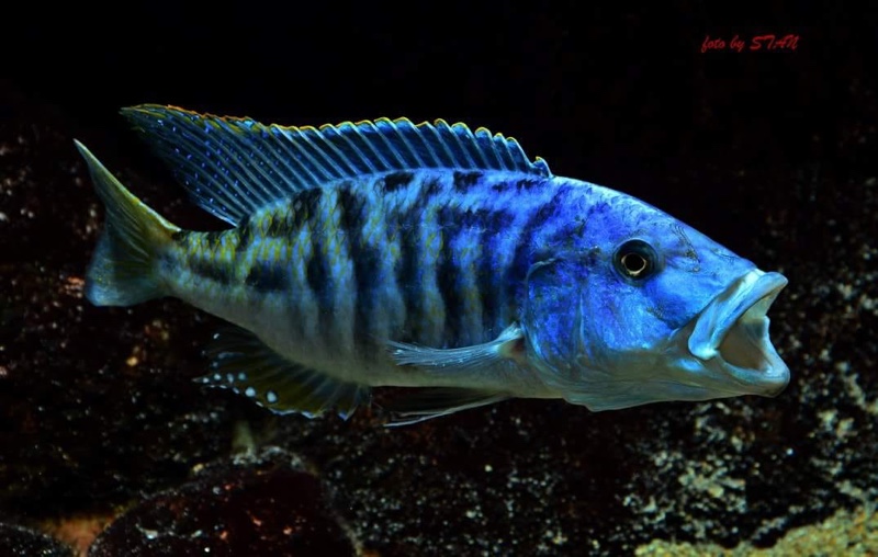 Tyrannochromis nigriventer